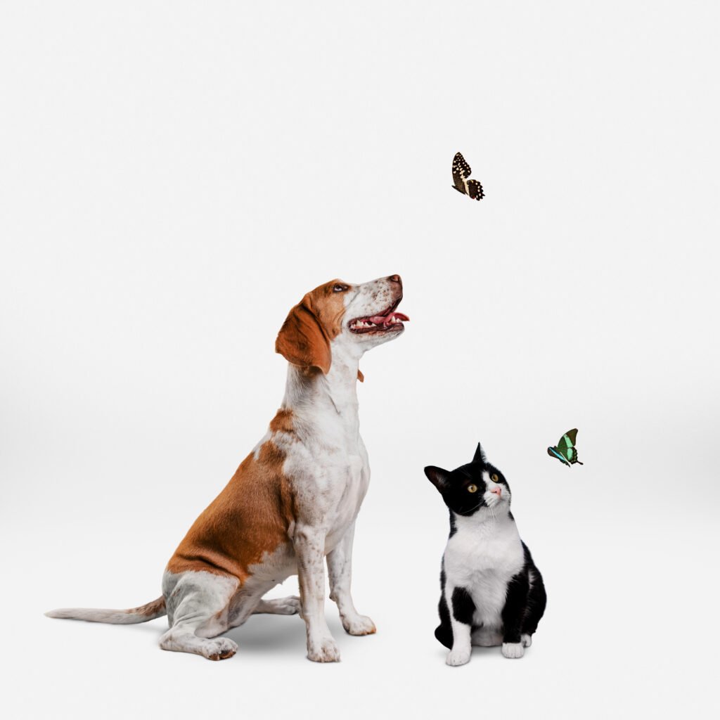 Cute Group Animals 1024x1024